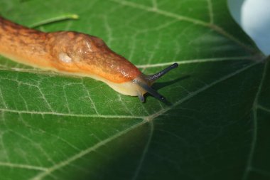 çim ve yaprakları arasında yavaş kahverengi topraklar slug