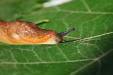 çim ve yaprakları arasında yavaş kahverengi topraklar slug