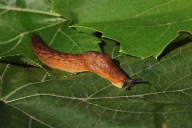 çim ve yaprakları arasında yavaş kahverengi topraklar slug