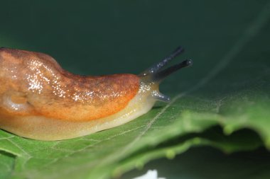 çim ve yaprakları arasında yavaş kahverengi topraklar slug