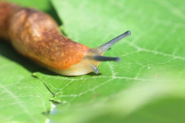 çim ve yaprakları arasında yavaş kahverengi topraklar slug