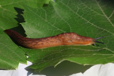 çim ve yaprakları arasında yavaş kahverengi topraklar slug