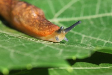 çim ve yaprakları arasında yavaş kahverengi topraklar slug