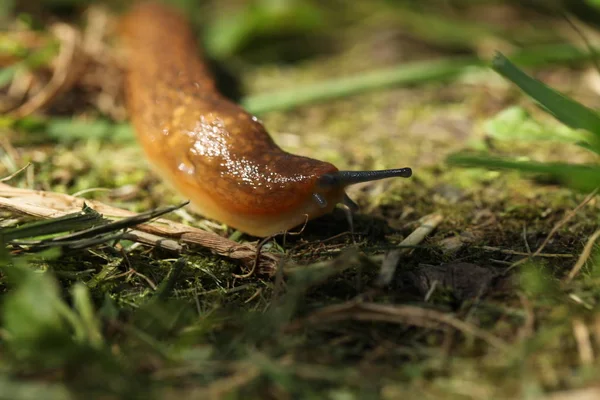 Limace Terrestre Brune Déplaçant Lentement Parmi Herbe Les Feuilles — Photo