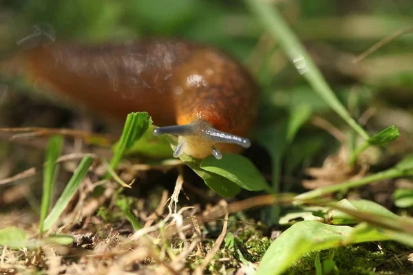 çim ve yaprakları arasında yavaş kahverengi topraklar slug