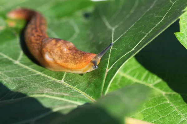 草や葉の間で低速移動茶色ナメクジ — ストック写真