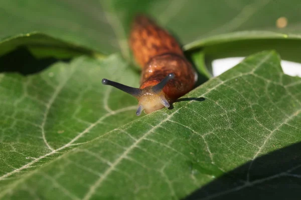 草や葉の間で低速移動茶色ナメクジ — ストック写真