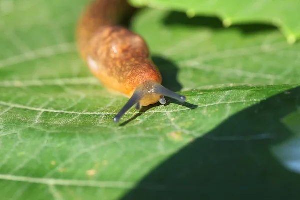 草や葉の間で低速移動茶色ナメクジ — ストック写真