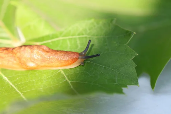 Limace Terrestre Brune Déplaçant Lentement Parmi Herbe Les Feuilles — Photo