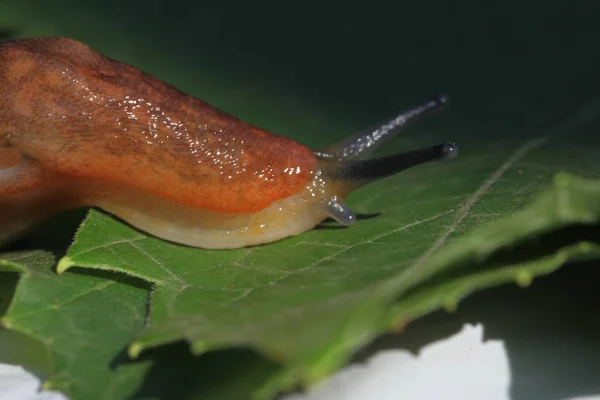 Çim Yaprakları Arasında Yavaş Kahverengi Topraklar Slug — Stok fotoğraf