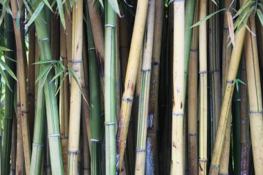 Yeşil bambu saplarının yakın görüntüsü