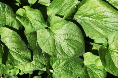 Doğal arka plan görünümünü kapat