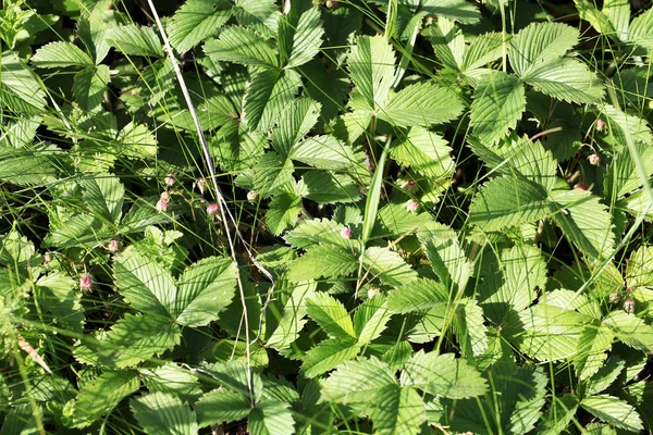 Weergave Van Natuurlijke Achtergrond Sluiten — Stockfoto