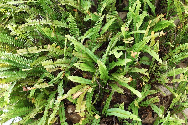 Weergave Van Natuurlijke Achtergrond Sluiten — Stockfoto