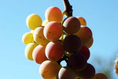 kümeleri Olgun üzüm 