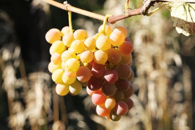 kümeleri Olgun üzüm 