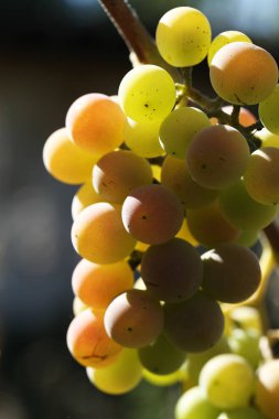 kümeleri Olgun üzüm 