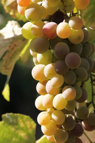 Racimos Uvas Maduras —  Fotos de Stock