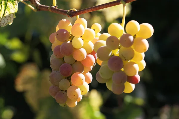 Racimos Uvas Maduras —  Fotos de Stock