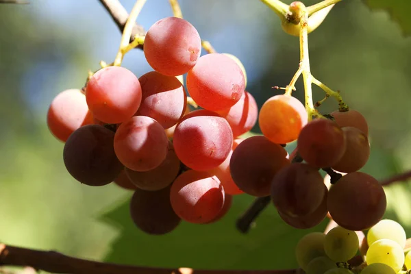 Racimos Uvas Maduras —  Fotos de Stock