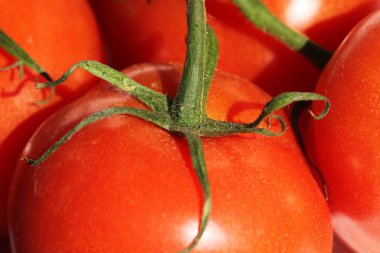 olgun domates görünümünü kapat