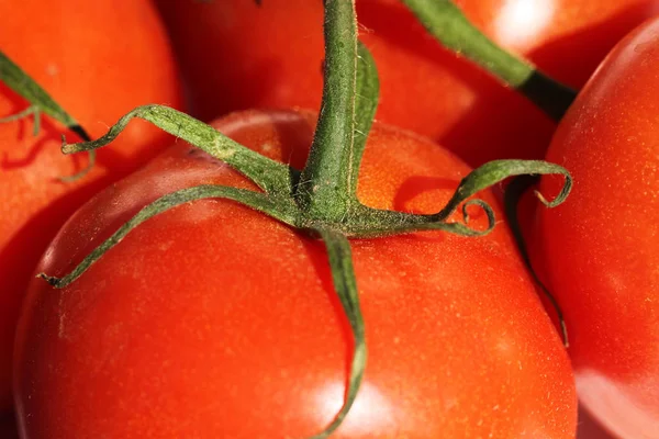 olgun domates görünümünü kapat