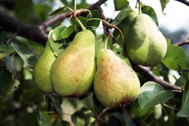 sulu armut yakından görmek 