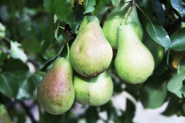 sulu armut yakından görmek 