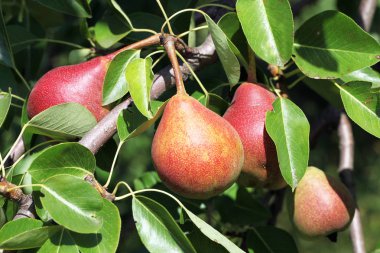 sulu armut yakından görmek 