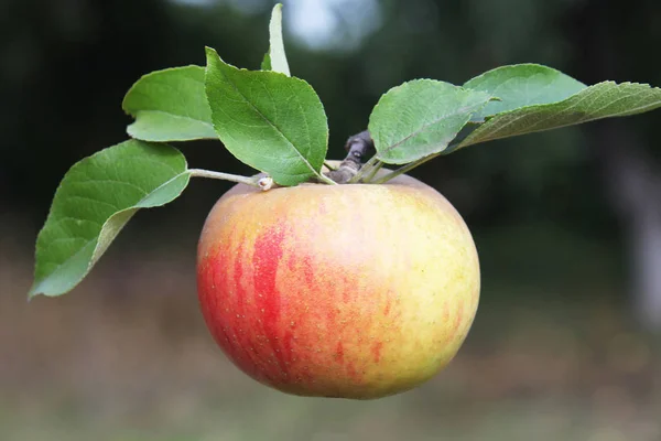 Κλείστε Την Προβολή Ζουμερά Μήλα — Φωτογραφία Αρχείου