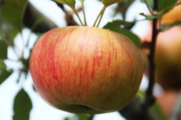 Κλείστε Την Προβολή Ζουμερά Μήλα — Φωτογραφία Αρχείου