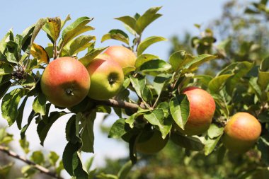 Sulu elma görünümü Kapat