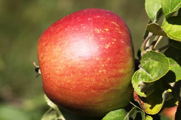 Stäng Visa Saftiga Äpplen — Stockfoto