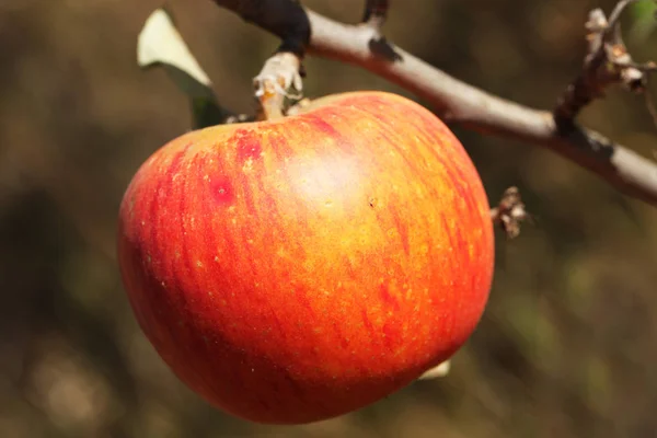 Vista Cercana Las Manzanas Jugosas —  Fotos de Stock