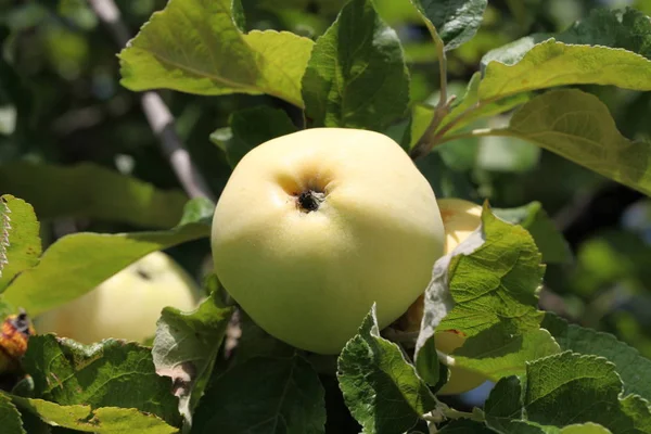 Vista Cercana Las Manzanas Jugosas —  Fotos de Stock