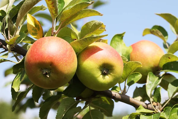 Vista Cercana Las Manzanas Jugosas —  Fotos de Stock