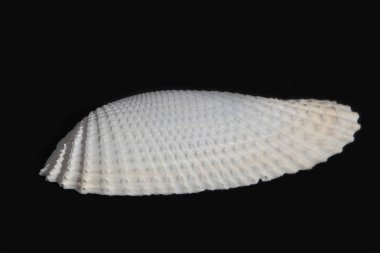 deniz kabuğu siyah ve beyaz arka plan üzerinde