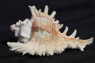 deniz kabuğu siyah ve beyaz arka plan üzerinde