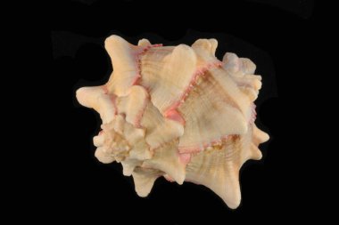 deniz kabuğu siyah ve beyaz arka plan üzerinde