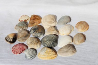 deniz kabuğu siyah ve beyaz arka plan üzerinde