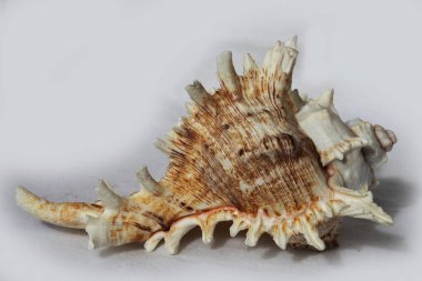 deniz kabuğu siyah ve beyaz arka plan üzerinde