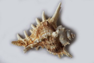 deniz kabuğu siyah ve beyaz arka plan üzerinde