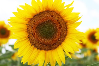 çiçeklenme altın ayçiçeği görünümünü kapat