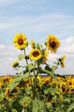 çiçeklenme altın ayçiçeği görünümünü kapat