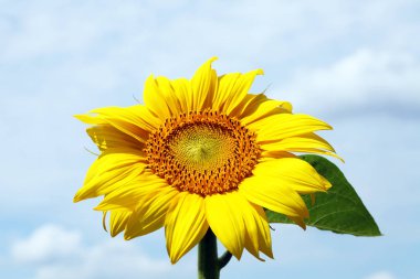 çiçeklenme altın ayçiçeği görünümünü kapat