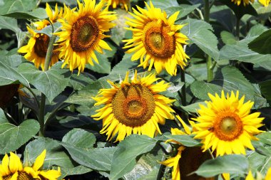 çiçeklenme altın ayçiçeği görünümünü kapat