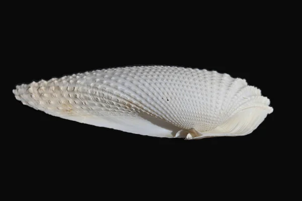 Sea Shell Zwarte Witte Achtergrond — Stockfoto