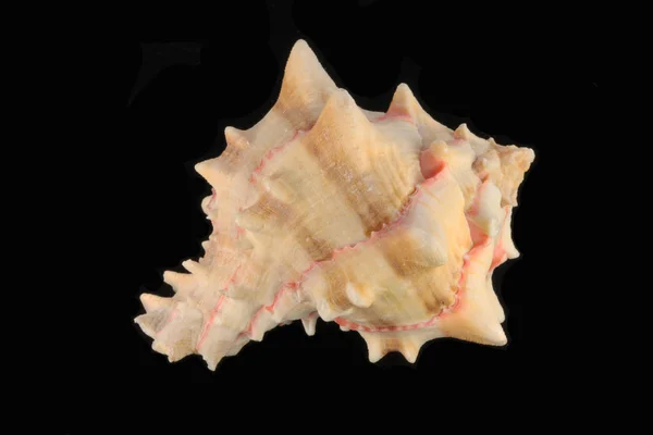 Sea Shell Zwarte Witte Achtergrond — Stockfoto