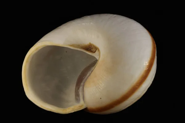 Sea Shell Zwarte Witte Achtergrond — Stockfoto