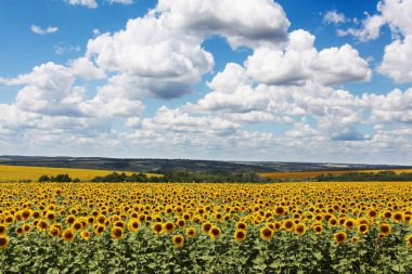 Panorama ayçiçeği çiçeklenme görünüm alanı